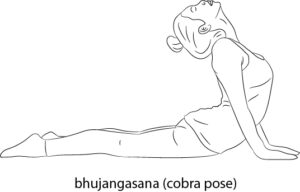 bhujangasana(cobra_pose)