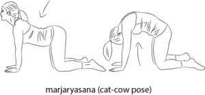 Marjaryasana (cat-cow-pose)